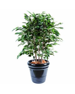 Ficus Exotica Artificiel H80 cm L60 cm en buisson tronc naturel en pot