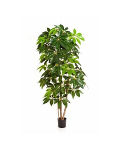 Schefflera artificiel H 190 cm 317 feuilles en pot superbe et rare