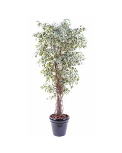 Ficus Benjamina artificiel Panache petite feuille tronc lianes en pot tronc naturel H 180 cm Blanc-vert