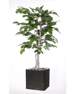 Figuier des Banyans artificiel 180 cm