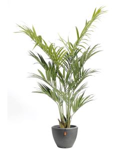 Palmier Kentia artificiel en pot superbe de réalisme H 210 cm Vert